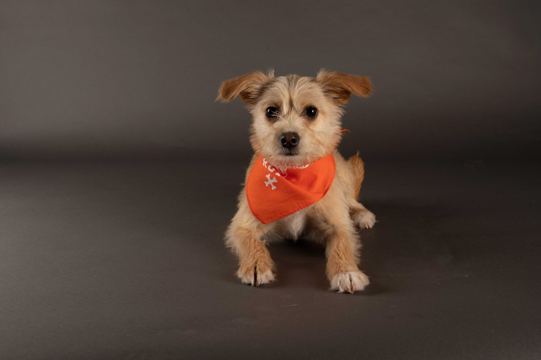 PUPPY BOWL XVII